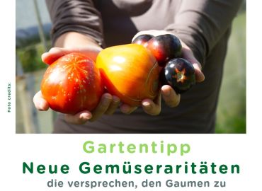 Neues im Gemüsegarten