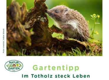 Im Totholz steckt Leben