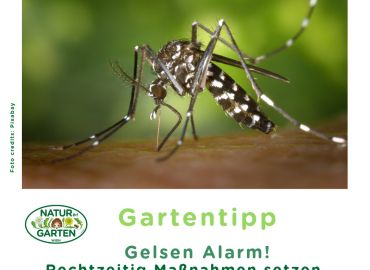 Gelsen Alarm