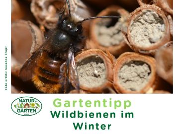 Nisthilfen für Wildbienen im Winter