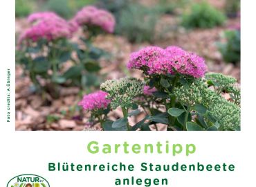 Blütenreiche Staudenbeete