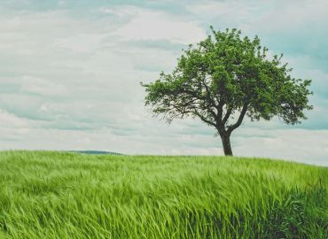 Bäume, das ist im Frühling zu tun