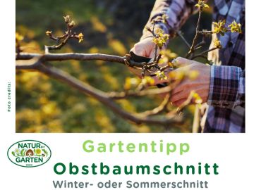 Obstbaumschnitt